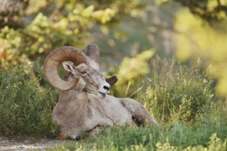 Rocky Mountains bighorn sheep (Ovis canadensis canadensis), ram, Banff National Park, Alberta,