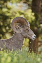 Rocky Mountains bighorn sheep (Ovis canadensis canadensis), ram, Banff National Park, Alberta,