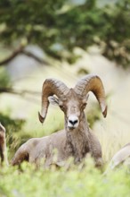 Rocky Mountains bighorn sheep (Ovis canadensis canadensis), ram, Banff National Park, Alberta,