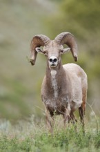 Rocky Mountains bighorn sheep (Ovis canadensis canadensis), ram, Banff National Park, Alberta,