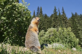 Columbia ground squirrel (Urocitellus columbianus, Spermophilus columbianus), Glacier National
