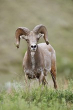 Rocky Mountains bighorn sheep (Ovis canadensis canadensis), ram, Banff National Park, Alberta,