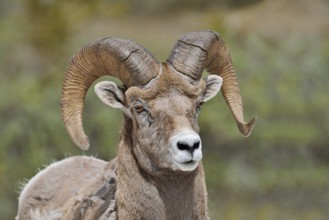 Rocky Mountains bighorn sheep (Ovis canadensis canadensis), ram, portrait, Jasper National Park,