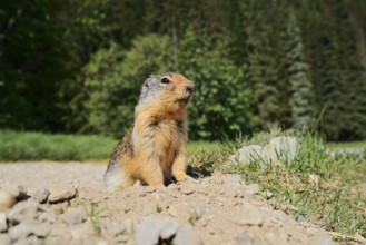 Columbia ground squirrel (Urocitellus columbianus, Spermophilus columbianus) at the burrow, Glacier