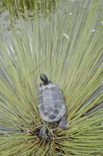 Yellow-cheeked tortoise (Trachemys scripta scripta), neozoa in Germany, North Rhine-Westphalia,