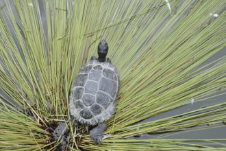 Yellow-cheeked tortoise (Trachemys scripta scripta), neozoa in Germany, North Rhine-Westphalia,