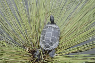 Yellow-cheeked tortoise (Trachemys scripta scripta), neozoa in Germany, North Rhine-Westphalia,