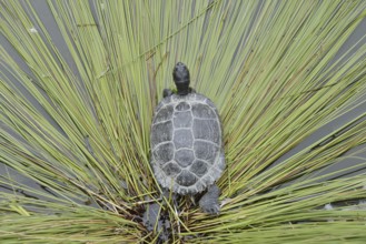 Yellow-cheeked tortoise (Trachemys scripta scripta), neozoa in Germany, North Rhine-Westphalia,