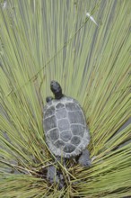 Yellow-cheeked tortoise (Trachemys scripta scripta), neozoa in Germany, North Rhine-Westphalia,