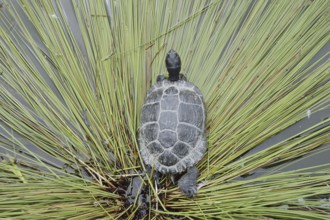 Yellow-cheeked tortoise (Trachemys scripta scripta), neozoa in Germany, North Rhine-Westphalia,