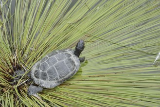 Yellow-cheeked tortoise (Trachemys scripta scripta), neozoa in Germany, North Rhine-Westphalia,