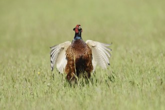 Hunting pheasant (Phasianus colchicus), cock mating in a meadow, North Rhine-Westphalia, Germany