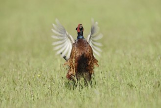 Hunting pheasant (Phasianus colchicus), cock mating in a meadow, North Rhine-Westphalia, Germany