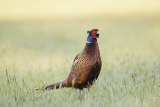 Hunting pheasant (Phasianus colchicus), cock standing in a meadow, North Rhine-Westphalia, Germany