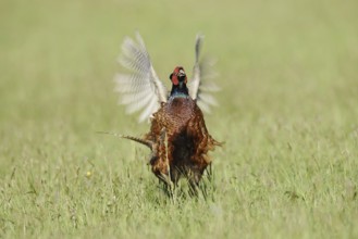 Hunting pheasant (Phasianus colchicus), cock mating in a meadow, North Rhine-Westphalia, Germany