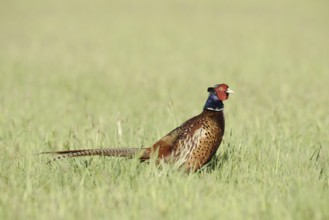 Hunting pheasant (Phasianus colchicus), cock standing in a meadow, North Rhine-Westphalia, Germany