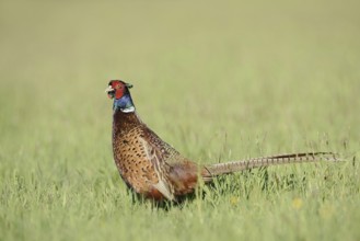 Hunting pheasant (Phasianus colchicus), cock standing in a meadow, North Rhine-Westphalia, Germany