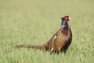 Hunting pheasant (Phasianus colchicus), cock standing in a meadow, North Rhine-Westphalia, Germany