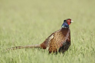 Hunting pheasant (Phasianus colchicus), cock standing in a meadow, North Rhine-Westphalia, Germany