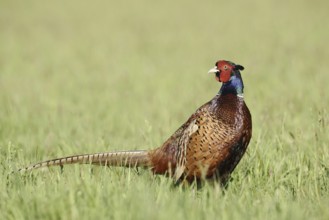 Hunting pheasant (Phasianus colchicus), cock standing in a meadow, North Rhine-Westphalia, Germany