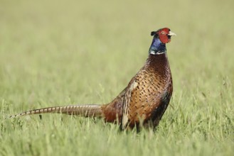 Hunting pheasant (Phasianus colchicus), cock standing in a meadow, North Rhine-Westphalia, Germany