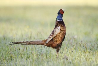Hunting pheasant (Phasianus colchicus), cock stands calling in a meadow, North Rhine-Westphalia,