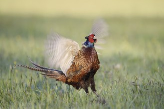 Hunting pheasant (Phasianus colchicus), cock mating in a meadow, North Rhine-Westphalia, Germany