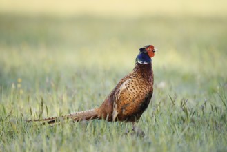 Hunting pheasant (Phasianus colchicus), cock standing in a meadow, North Rhine-Westphalia, Germany