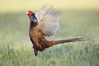 Hunting pheasant (Phasianus colchicus), cock mating in a meadow, North Rhine-Westphalia, Germany