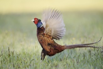 Hunting pheasant (Phasianus colchicus), cock mating in a meadow, North Rhine-Westphalia, Germany