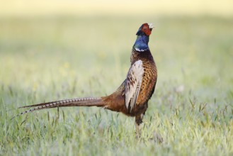 Hunting pheasant (Phasianus colchicus), cock stands calling in a meadow, North Rhine-Westphalia,