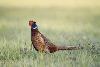 Hunting pheasant (Phasianus colchicus), cock standing in a meadow, North Rhine-Westphalia, Germany