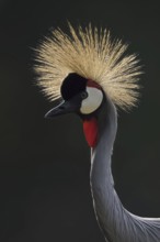 South African Crowned Crane or Grey-necked Crowned Crane (Balearica regulorum), portrait in
