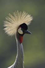 South African Crowned Crane or Grey-necked Crowned Crane (Balearica regulorum), portrait, captive,