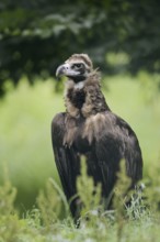 Black vulture or black vulture (Aegypius monachus), Spain