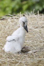 White stork (Ciconia ciconia), chick in nest, North Rhine-Westphalia, Germany