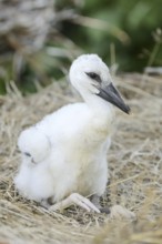White stork (Ciconia ciconia), chick in nest, North Rhine-Westphalia, Germany