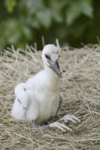 White stork (Ciconia ciconia), chick in nest, North Rhine-Westphalia, Germany