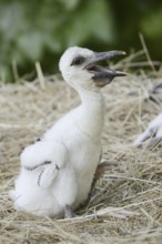 White stork (Ciconia ciconia), chick in nest, North Rhine-Westphalia, Germany