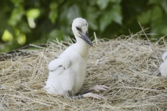 White stork (Ciconia ciconia), chick in nest, North Rhine-Westphalia, Germany
