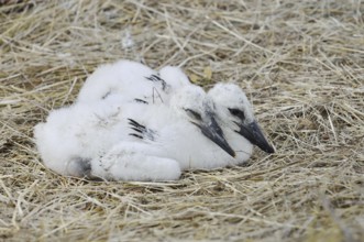 White stork (Ciconia ciconia), chick in nest, North Rhine-Westphalia, Germany