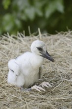 White stork (Ciconia ciconia), chick in nest, North Rhine-Westphalia, Germany