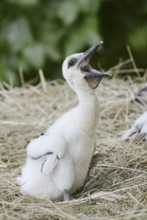 White stork (Ciconia ciconia), chick in nest, North Rhine-Westphalia, Germany