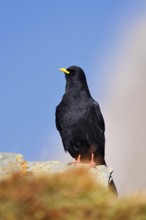 Alpine chough (Pyrrhocorax graculus), Hohe Tauern National Park, Austria