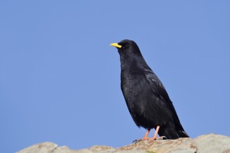 Alpine chough (Pyrrhocorax graculus), Hohe Tauern National Park, Austria