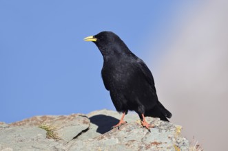 Alpine chough (Pyrrhocorax graculus), Hohe Tauern National Park, Austria