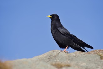Alpine chough (Pyrrhocorax graculus), Hohe Tauern National Park, Austria