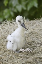 White stork (Ciconia ciconia), chick in nest, North Rhine-Westphalia, Germany