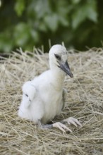 White stork (Ciconia ciconia), chick in nest, North Rhine-Westphalia, Germany