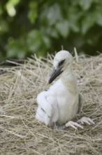 White stork (Ciconia ciconia), chick in nest, North Rhine-Westphalia, Germany